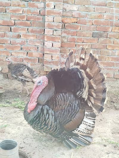 Turkey Bird Pair  with one chick