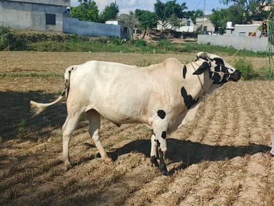 bull for sale for qurbani