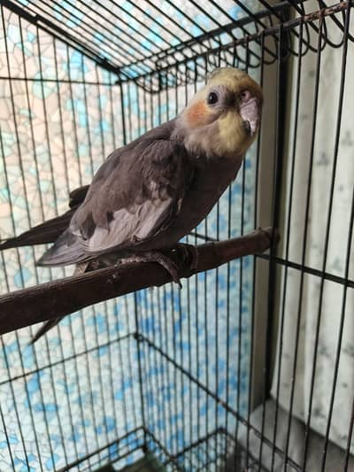 cockatiel common charcoal