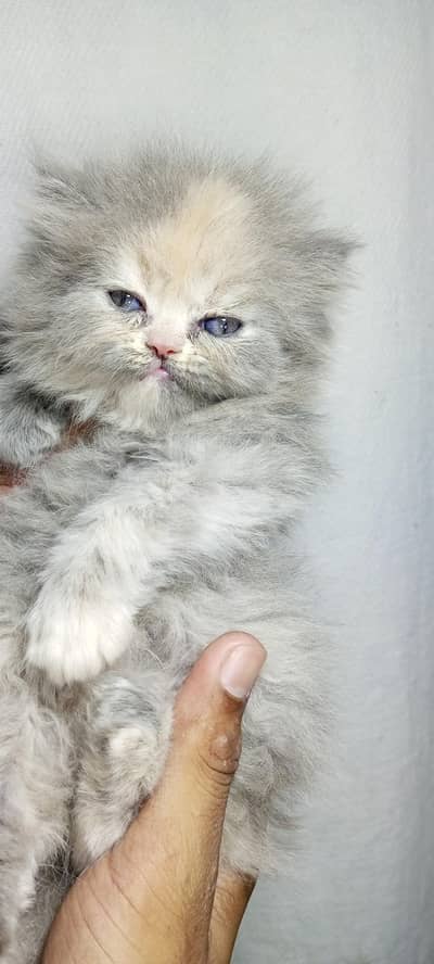 7 kittenUrgent sale