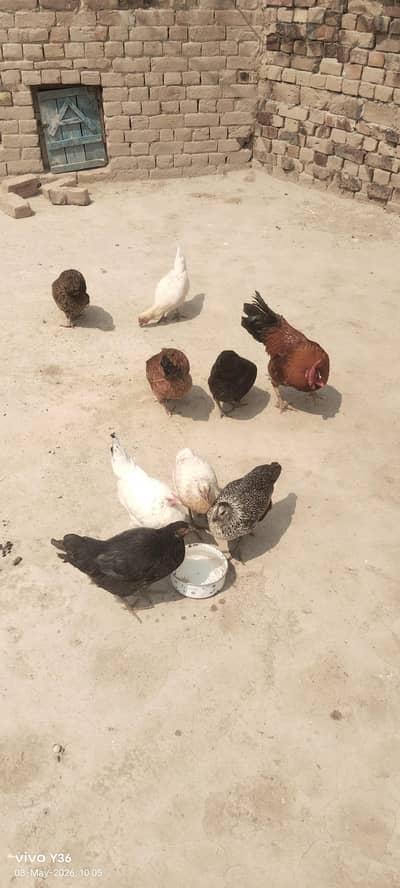 mix hen