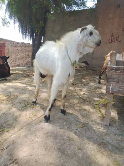 qurbani k lye khobsorat bakra