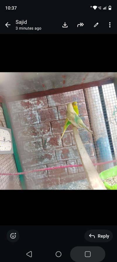 pinjre ke Sath budgies parrot bhi