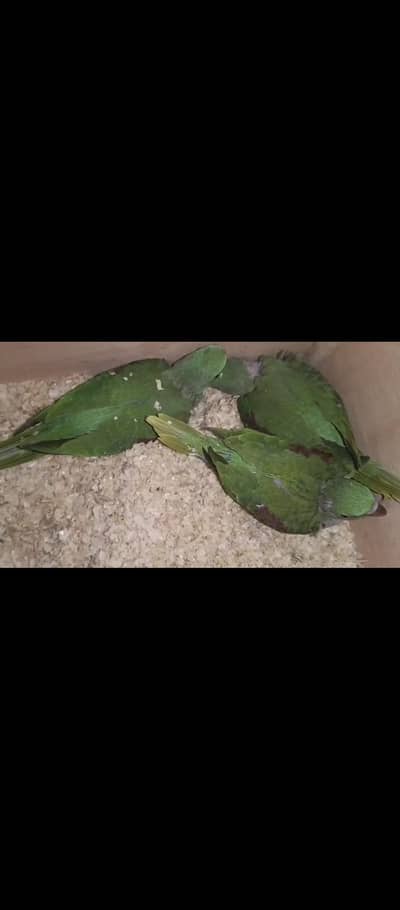 Raw chiks available