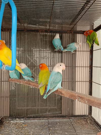 lovebirds parrots pair