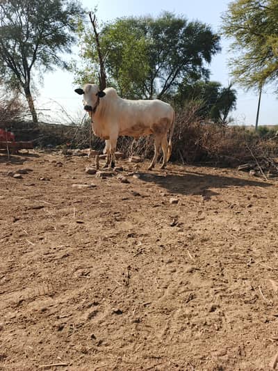 qurbani k lye vehra for sale hai