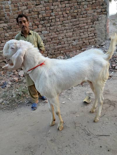 Rajan pori Bakra