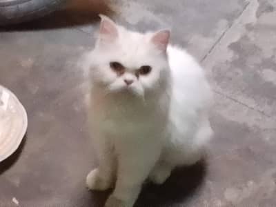 Persian cat kitten