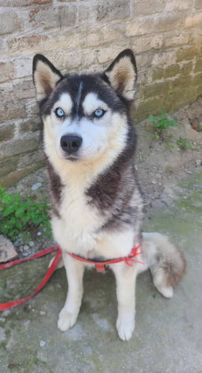 huskey for sale