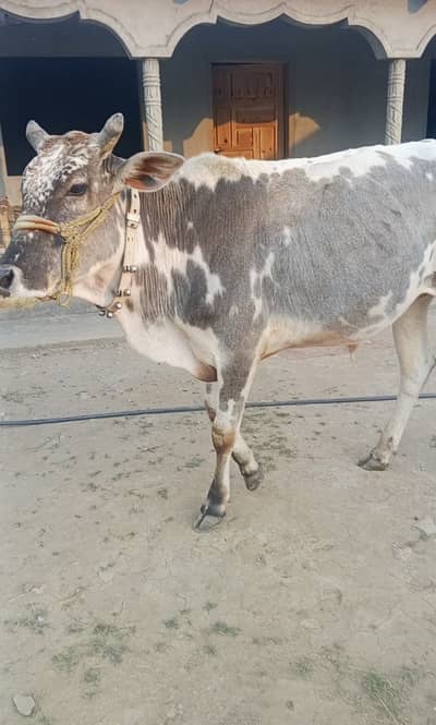 Qurbani 2026 | Bachra | Wacha | bull | Bachry | Qurbani wacha