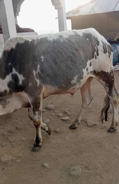 Qurbani 2026 | Bachra | Wacha | bull | Bachry | Qurbani wacha