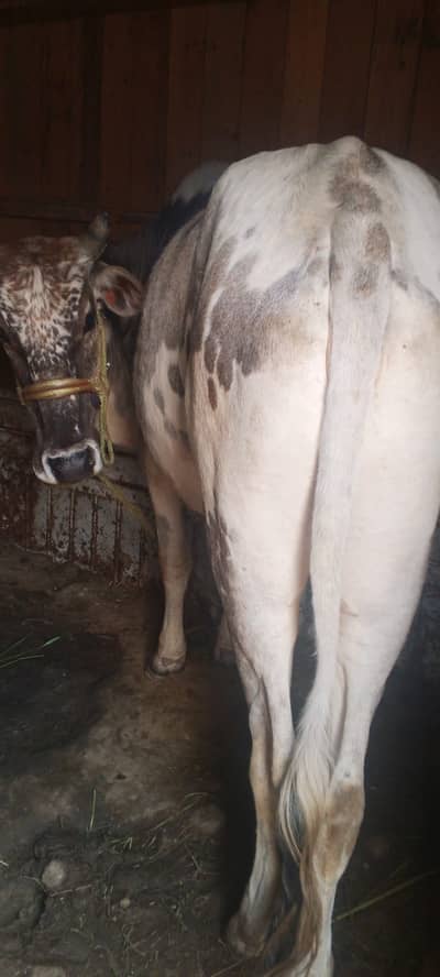 Qurbani 2026 | Bachra | Wacha | bull | Bachry | Qurbani wacha