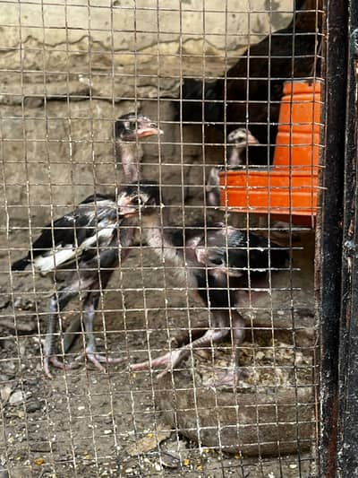 mushka aseel chicks with hen