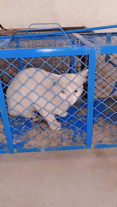 Russian catt available hai