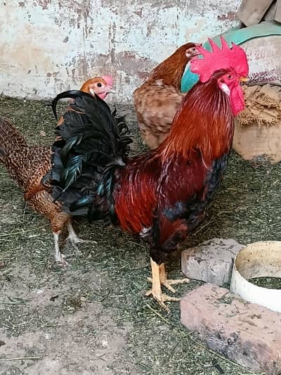 Golden Misri hens 3 Pair Home Raised, Eggs Laying Hens, Low age