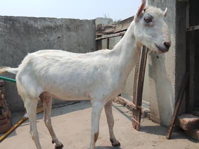 Teddy Bakri for sale for qurbani