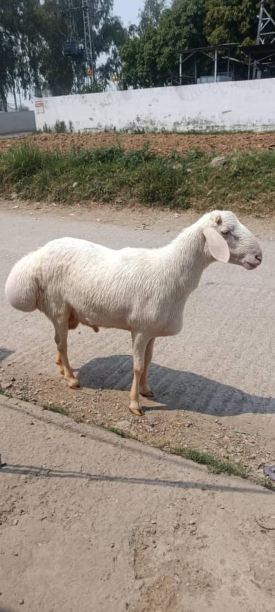 Sheep | Dumba | Fatehjangi Dumba