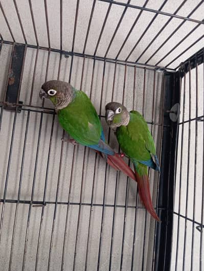 Green Cheek Conure Breeder Pair