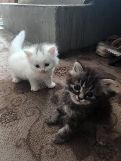Persian kitten for sale