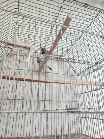Zebra Finch Males for sale