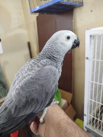 African Congo Grey Parrot