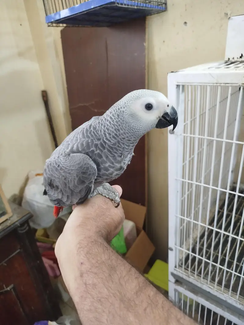 African Congo Grey Parrot — photo 2