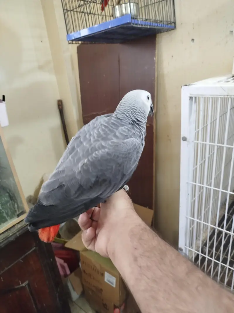 African Congo Grey Parrot — photo 4