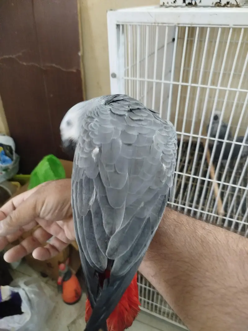 African Congo Grey Parrot — photo 5
