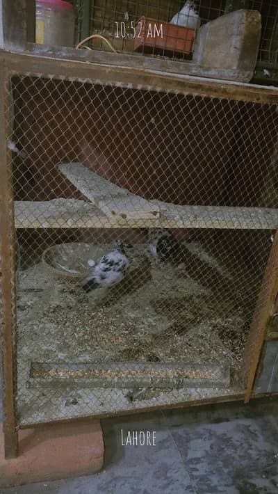 bird cage