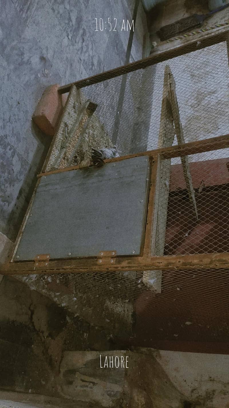 bird cage 1