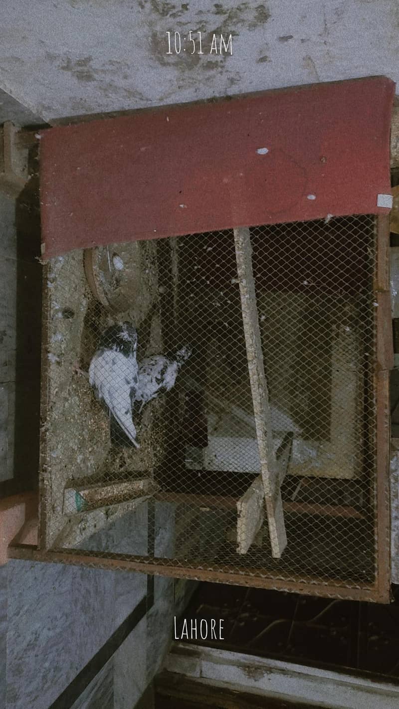 bird cage 2
