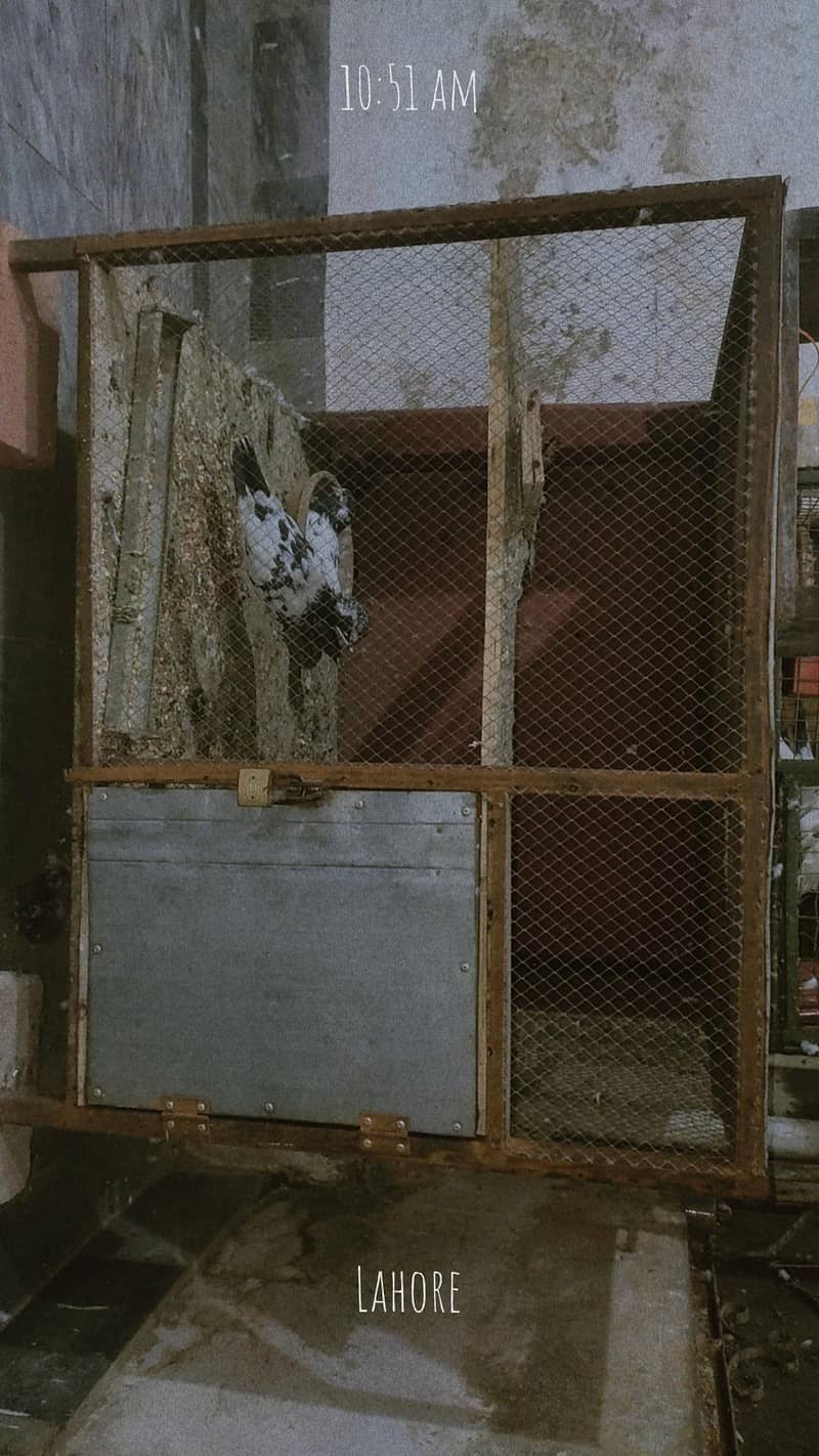bird cage 3