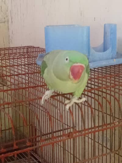 Alexander Raw Parrot Female (Talking)