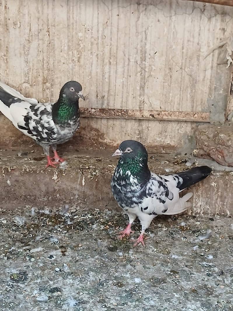 high fly Pair 1