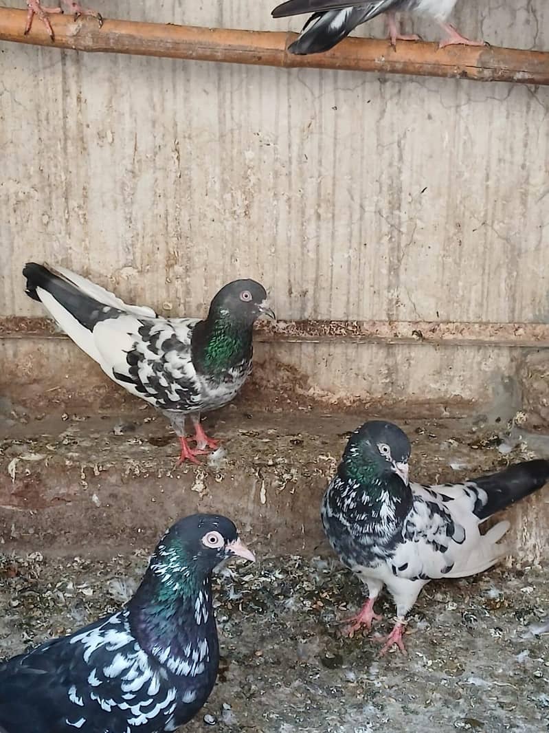 high fly Pair 3
