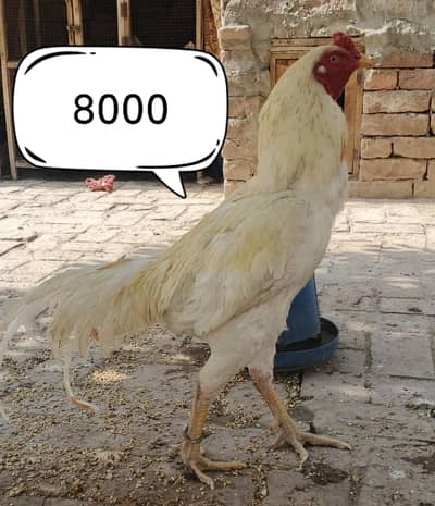 Breeder Aseel Male, Female And Chicks For Sale