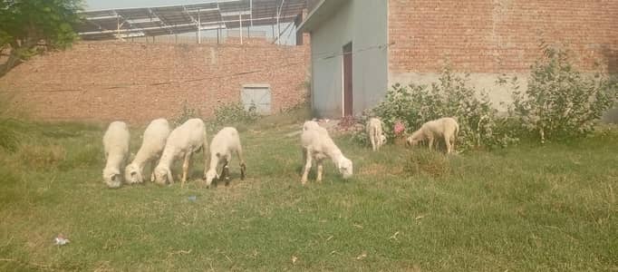 dumba/sheep for qurbani at different prices