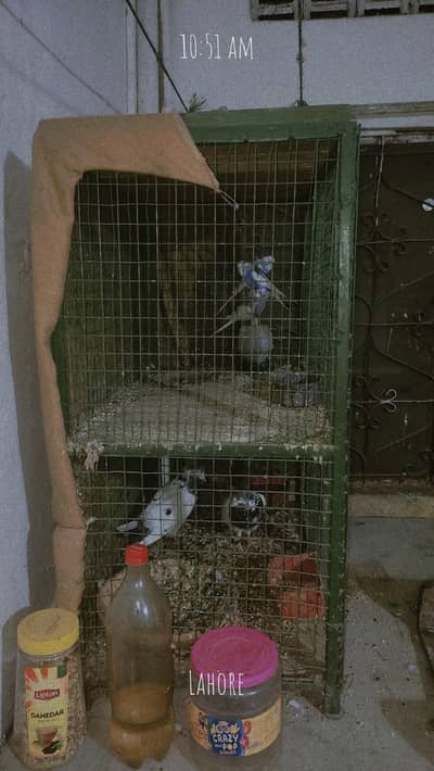 bird cage