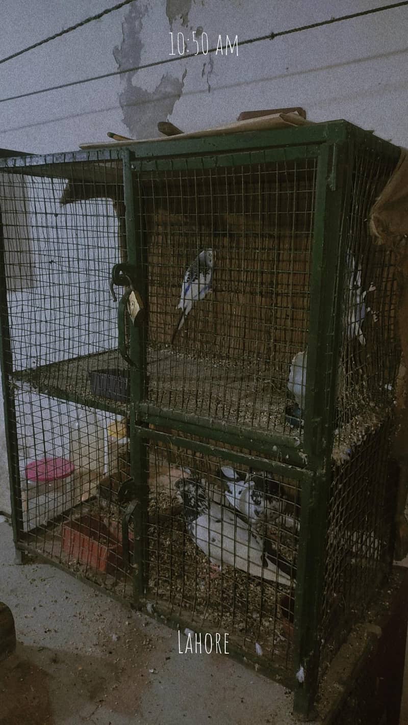 bird cage 1