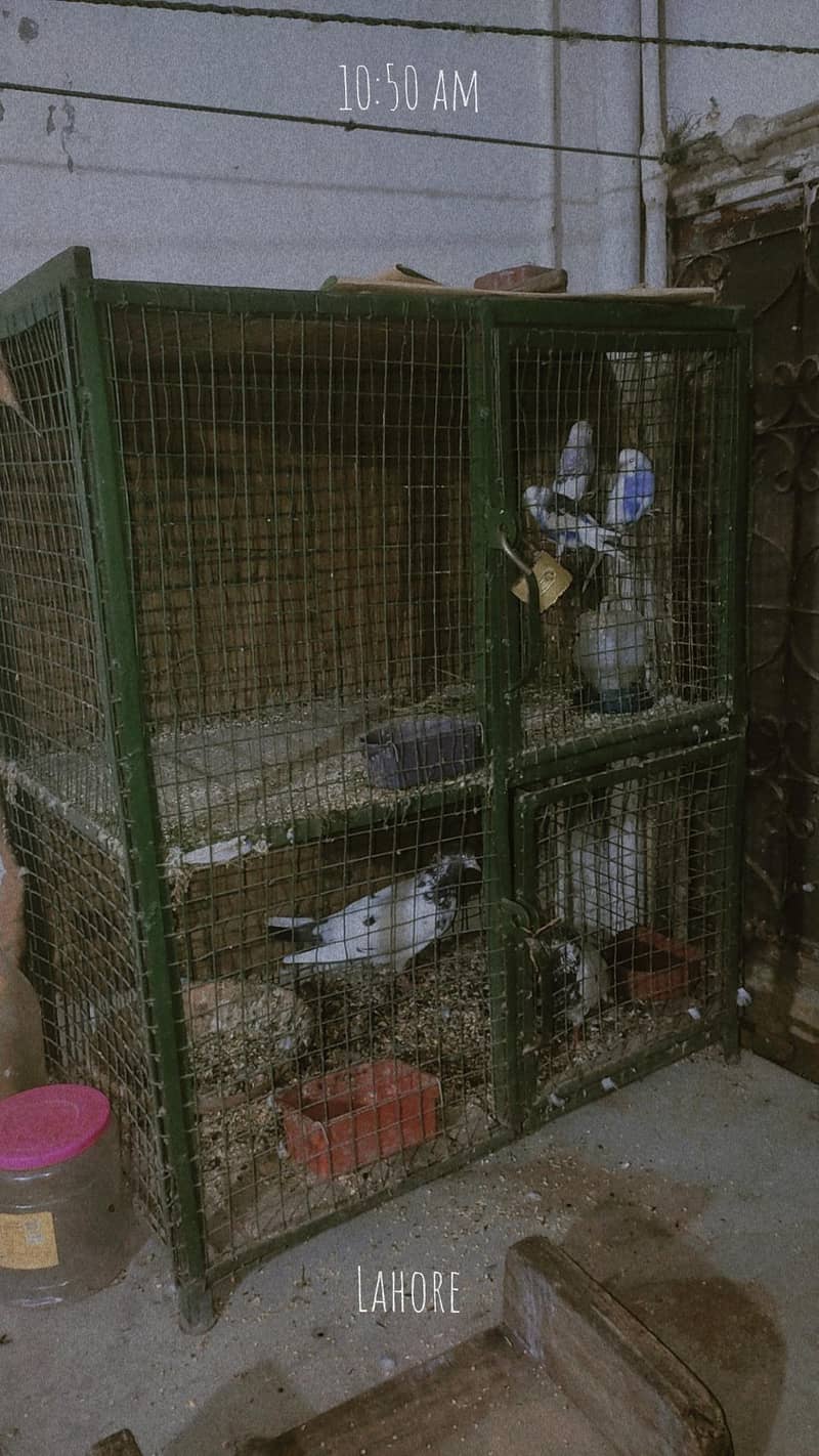 bird cage 2