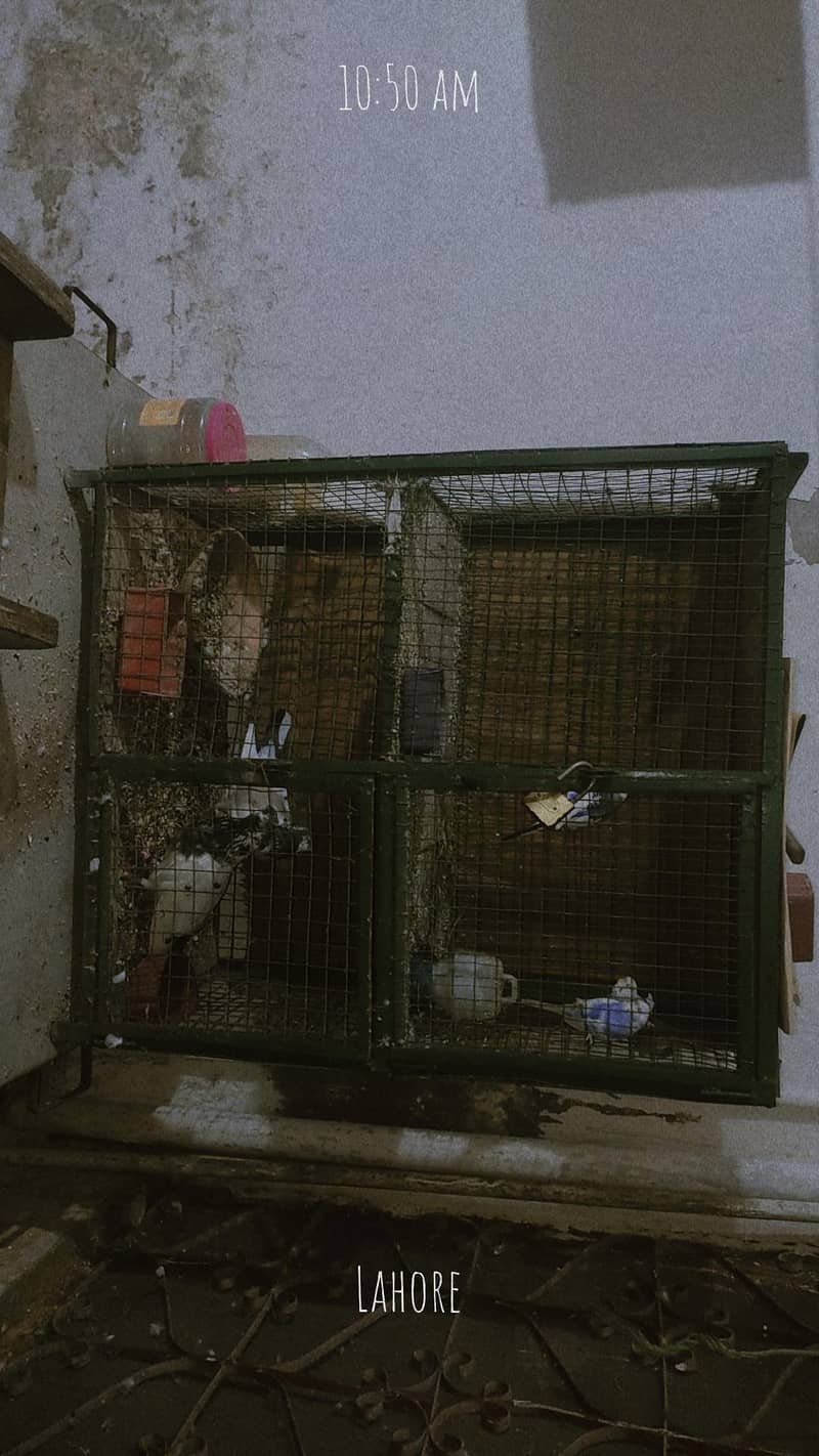 bird cage 3
