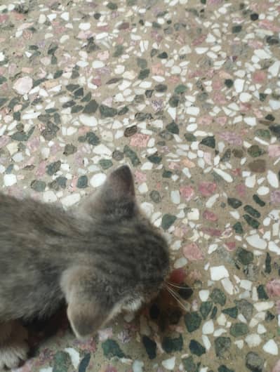 cute kitten 