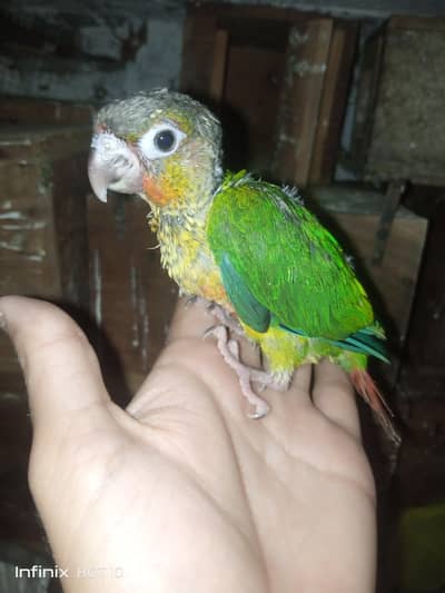Green Chick Conure Near to self