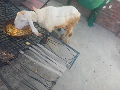 chtra for sale