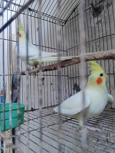 pair sale ha