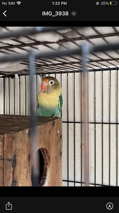 Love birds Breader pair