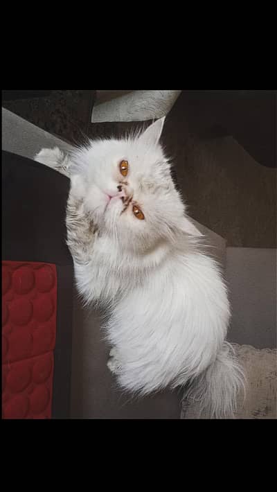 punch face Persian male