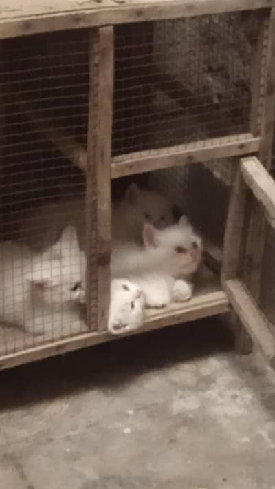 pair  white kitten for sale