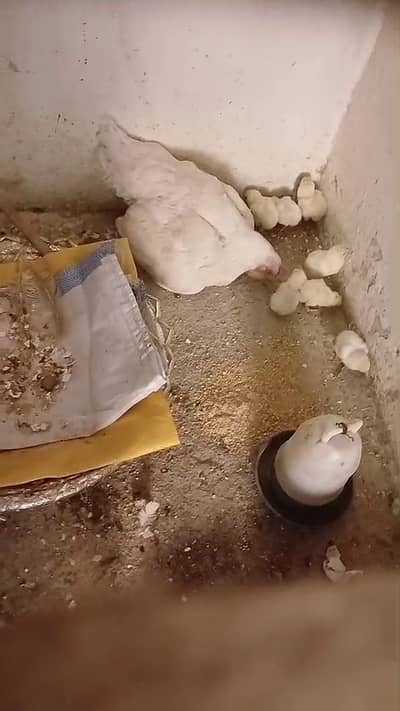 White OH Shamo Chicks , and breeder trio for sale (FInal Price)