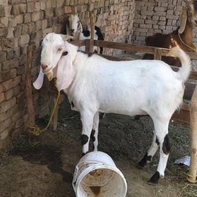 3 pair . Nasal Lail puri or desi ka cross